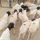 برابر صومالية تربية مزرعتنا في معشوقة