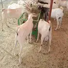 برابر وتيوس الباحه مرابي شهرين ونصف