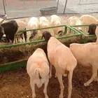 غنم بربري استيراد صومالي مرابي شهرين ونصف