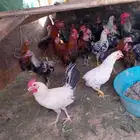 ديوك للبيع