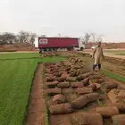 نجيل طبيعي سي الفين