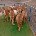 12 راس ضان سواكن دفيع