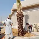 يوجد لدينا توريد جميع انواع نخيل