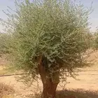 يوجد لدينا زيتون معمر زيتون وسط الحجم وشتلات أسعار طيبه