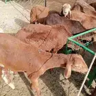 سواكن حمري للبيع 1000 ريال تفريد