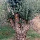 اشجار زيتون معمر نبالي جميع الاشكال زيتون بسعر مناسب