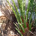 يوجد لدينا جميع النواع فسايل النخل العربي والجثايث