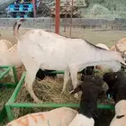 بربري وتيوس صومالي
