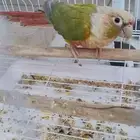 جوز كنيور اناناس