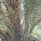زراعه نخيل