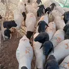 برابر صوماليه