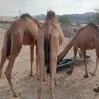 قعدان صومالية حاشي للبيع تفريد وجملة