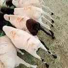 طليان بربري وتيوس صومالي