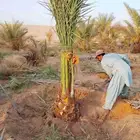 توريد وزراعه نخيل عربي ونخل الزينه