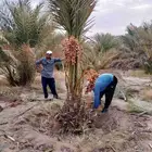 نخل مثمر للبيع
