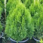 مزارع ومنسق حدائق