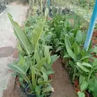 زراعة احواض زراعيه