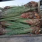 توريد وغرس جميع أنواع النخيل