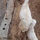 نعجه للبيع سنها رباع منتوج معها فرير الصحة طيبة وحليبها وافر