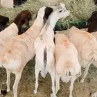حساب مكه جده الباحه الخميس تبوك