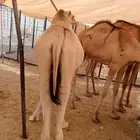 موقعنا الرياض المزاحميه جده الباحه مع شغل تبوك
