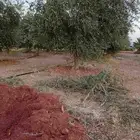 اشجار ماثمر ومعمر للبيع جمع المقاسات