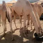 لأصحاب الملاحم والتجار متوفر عندنا قعدان صومالية ممتاازة