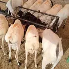 برابر صومالية مرابي أوزان كبيرة والعمر جذع