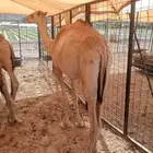 قعدان صوماليه حاشى حشيان مفاريد للبيع