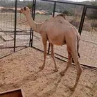 قعود صومالي مرابي للبيع وزن تبارك الله