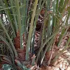 يوجد لدينا جميع النواع فسايل النخل العربي والجثايث