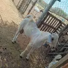 فحل بيشي صنف فاخر