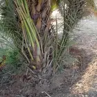 يوجد لدينا جميع النواع فسايل النخل العربي والجثايث التوصيل ا