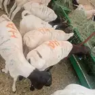 بربري وتيوس وسواكن نعيم قعدان عروض اسبوعبن
