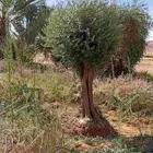 زيتون