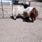 خروفين نعيم ضحايا طيبه