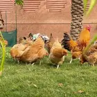 بيض دجاج فرنسي احمر مخصب