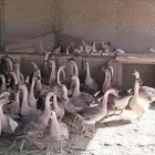 وز عراقي