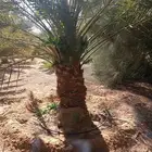 نخل وفسايل وجثايث مشكل