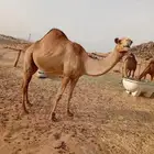 جنبه ساحليه