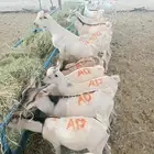 تيوس صومالي للتفريد والجمله