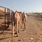 قعدان صومالي وتيوس صوماليه تربيه وزن طيب