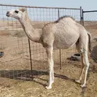 قعود خوار طيب للبيع