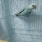 طيور روز ( أنثى ) جاهزه للإنتاج