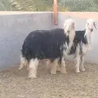 للبيع
