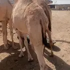 قعدان صومالي أوزان طيبه للزواجات والأعراس