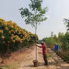 أكاسيا جلوكا cassia glauca