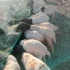 برابر صومالية جذعان جملة وتفريد