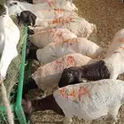 ي مرحب بااهل الزين جمله وتفريد