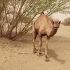 بعير احمر ناب